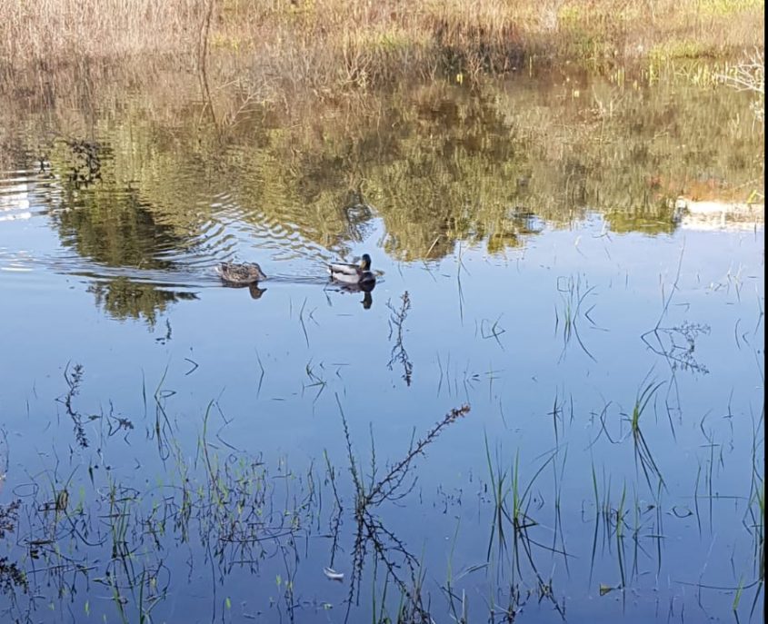 ברווזים בבריכה שנקוותה מול אשכול הגנים